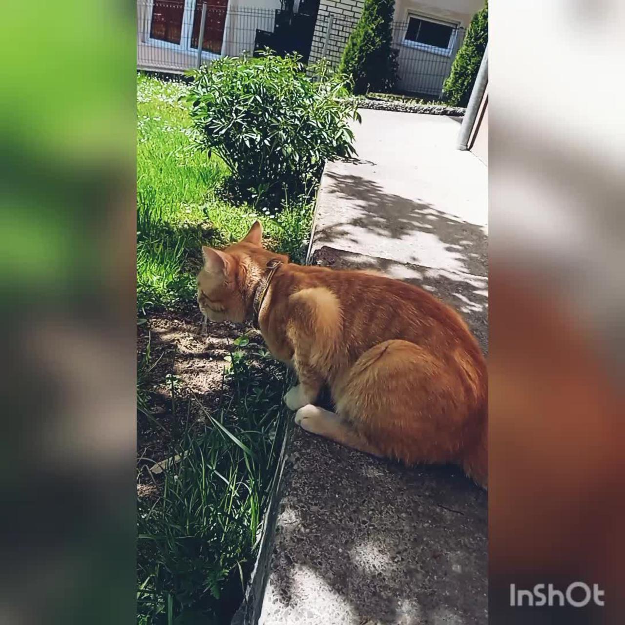 Cat eats grass.