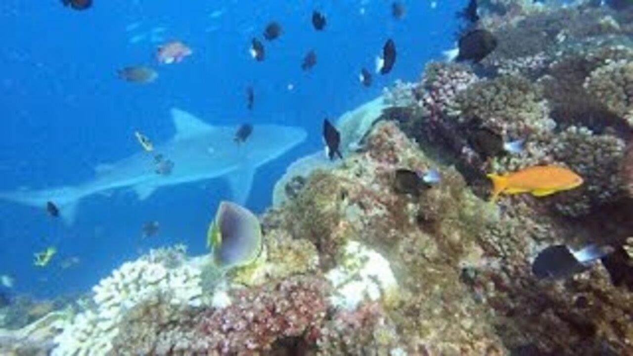 "Friendly" bull sharks wait for scuba diver to come over the coral ledge!
