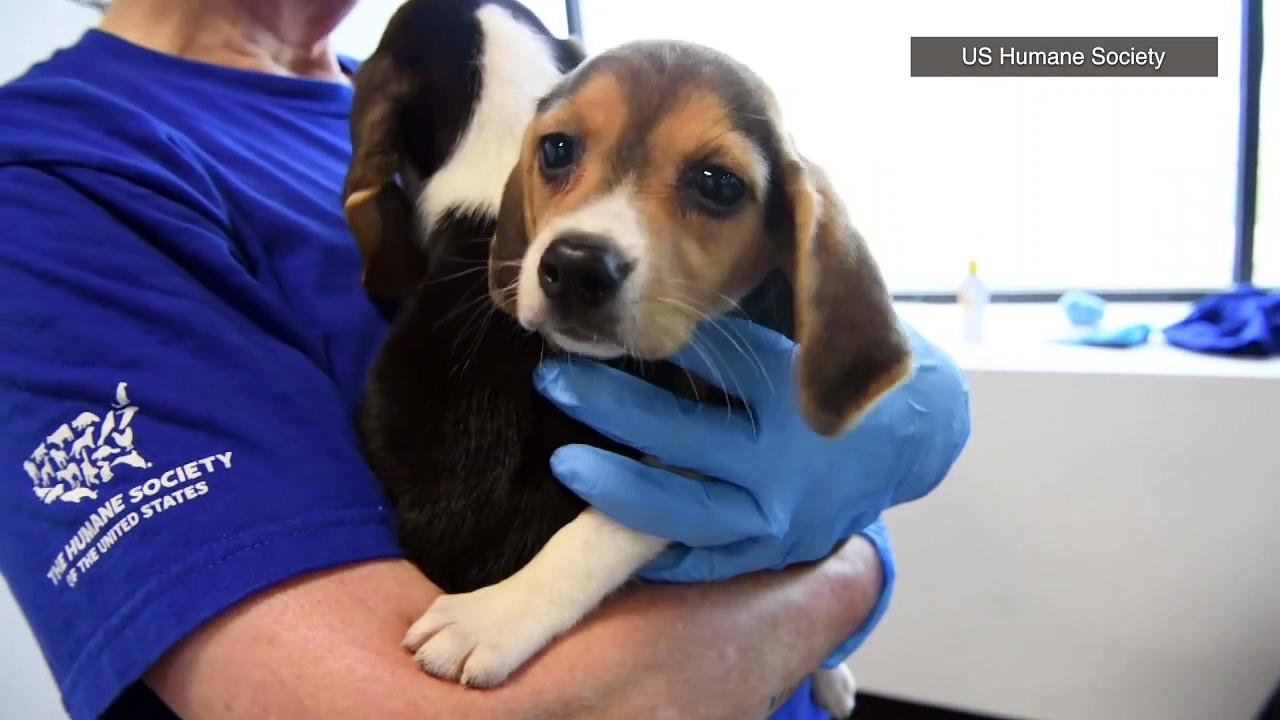 Around 4,000 beagles rescued from a life of lab experiments