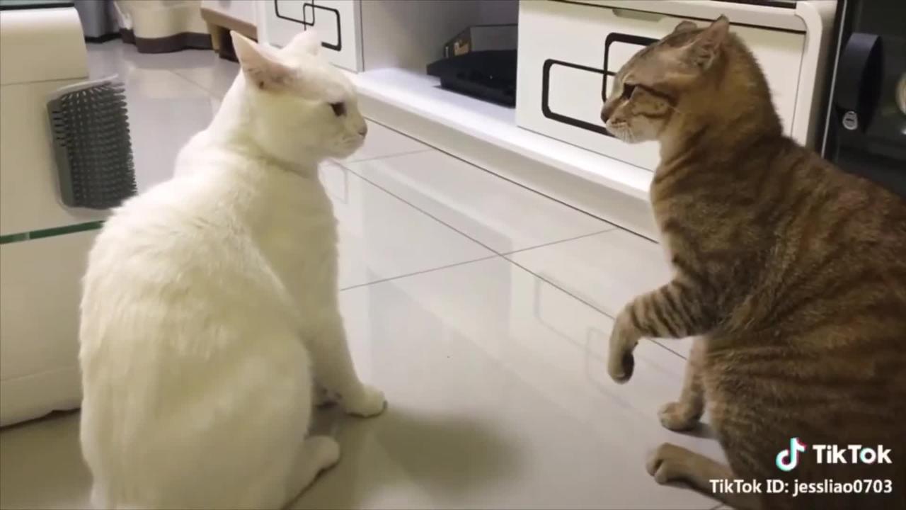 funny cat reaction