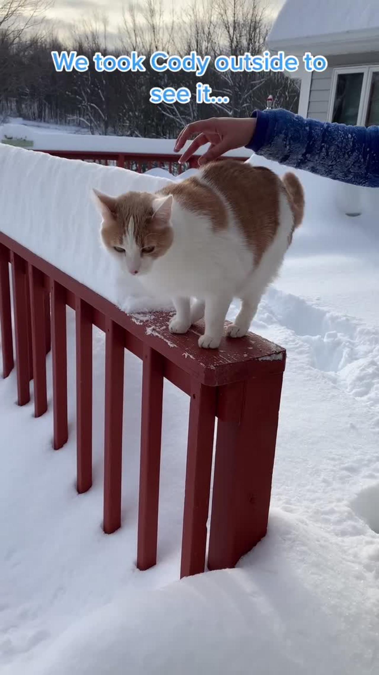 Kitten jumps into the snow and this happened..
