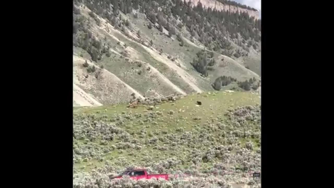Grizzly Bear kills Elk at Yellowstone National Par
