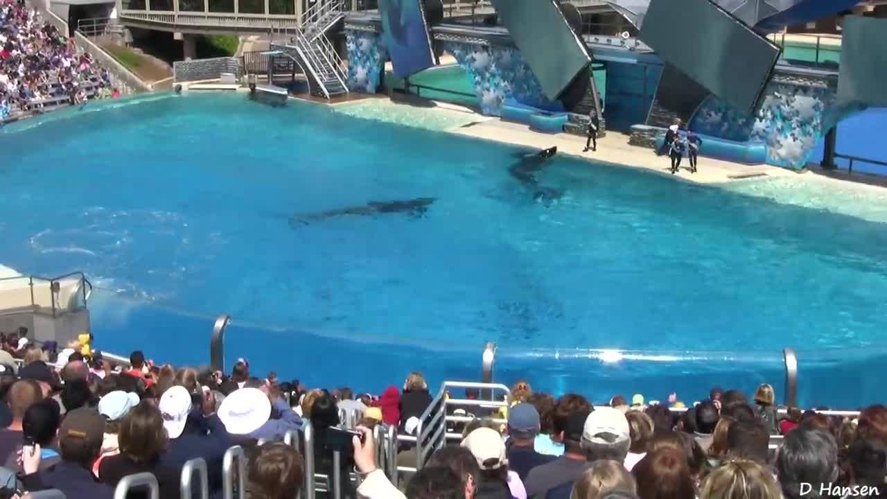 SeaWorld's Old Shamu "Believe" Show With Trainers in the Water!!!