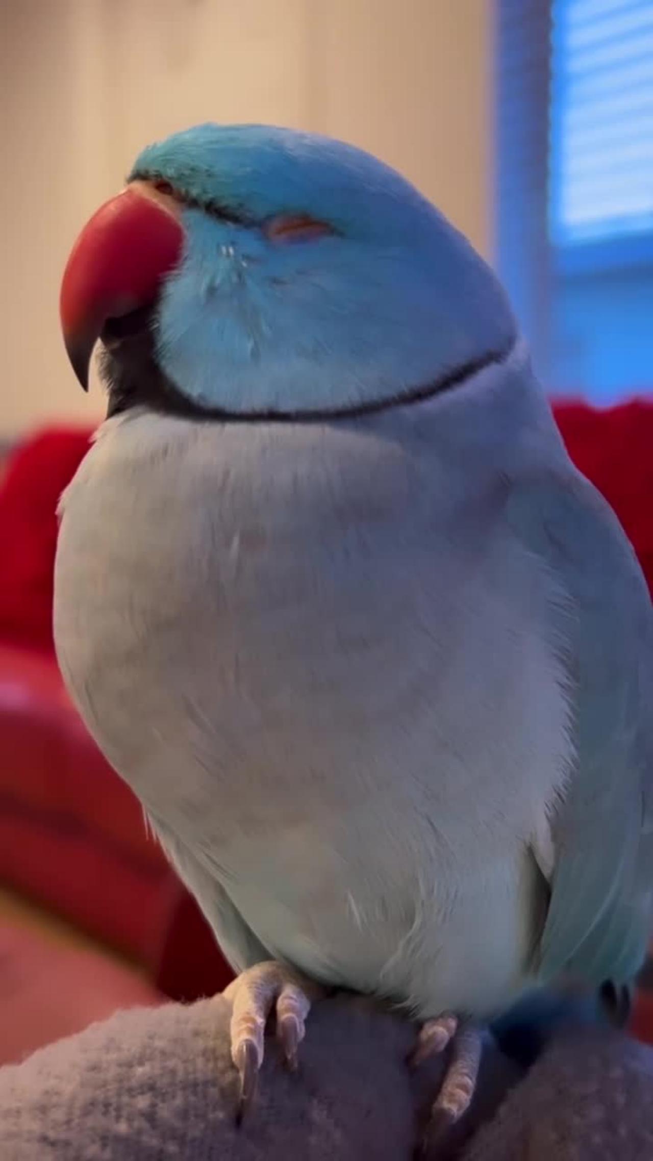Crazy cute baby parrot