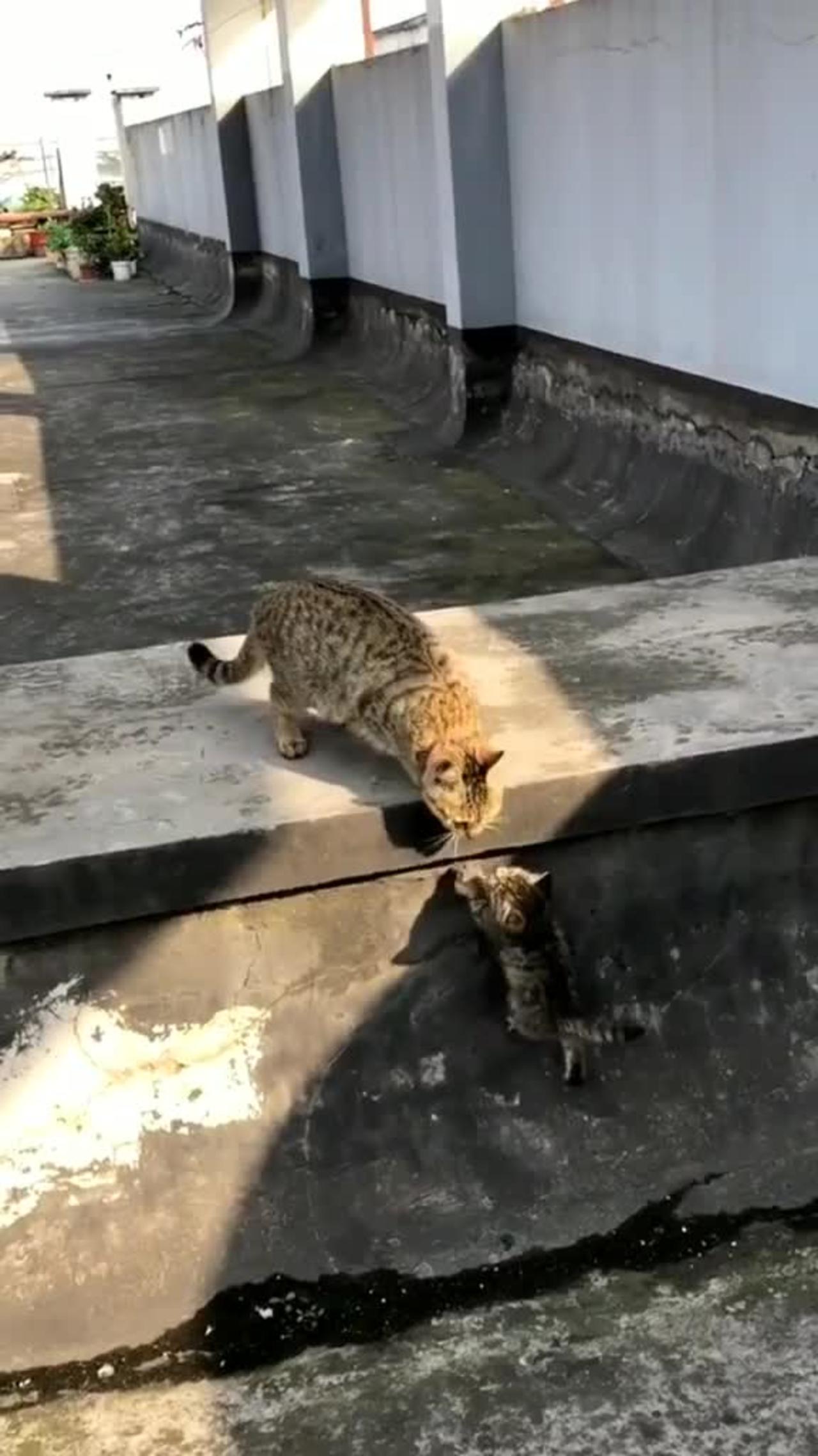 Mother cat teaching her baby kitten #cat #cats #funnycat #kitten