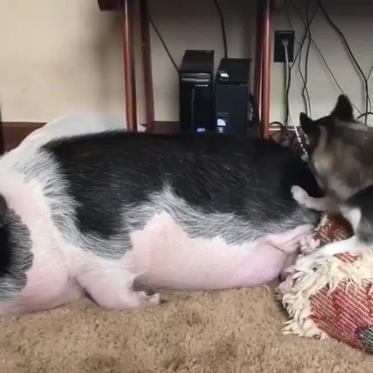 Piggy was riding on the back of the dog