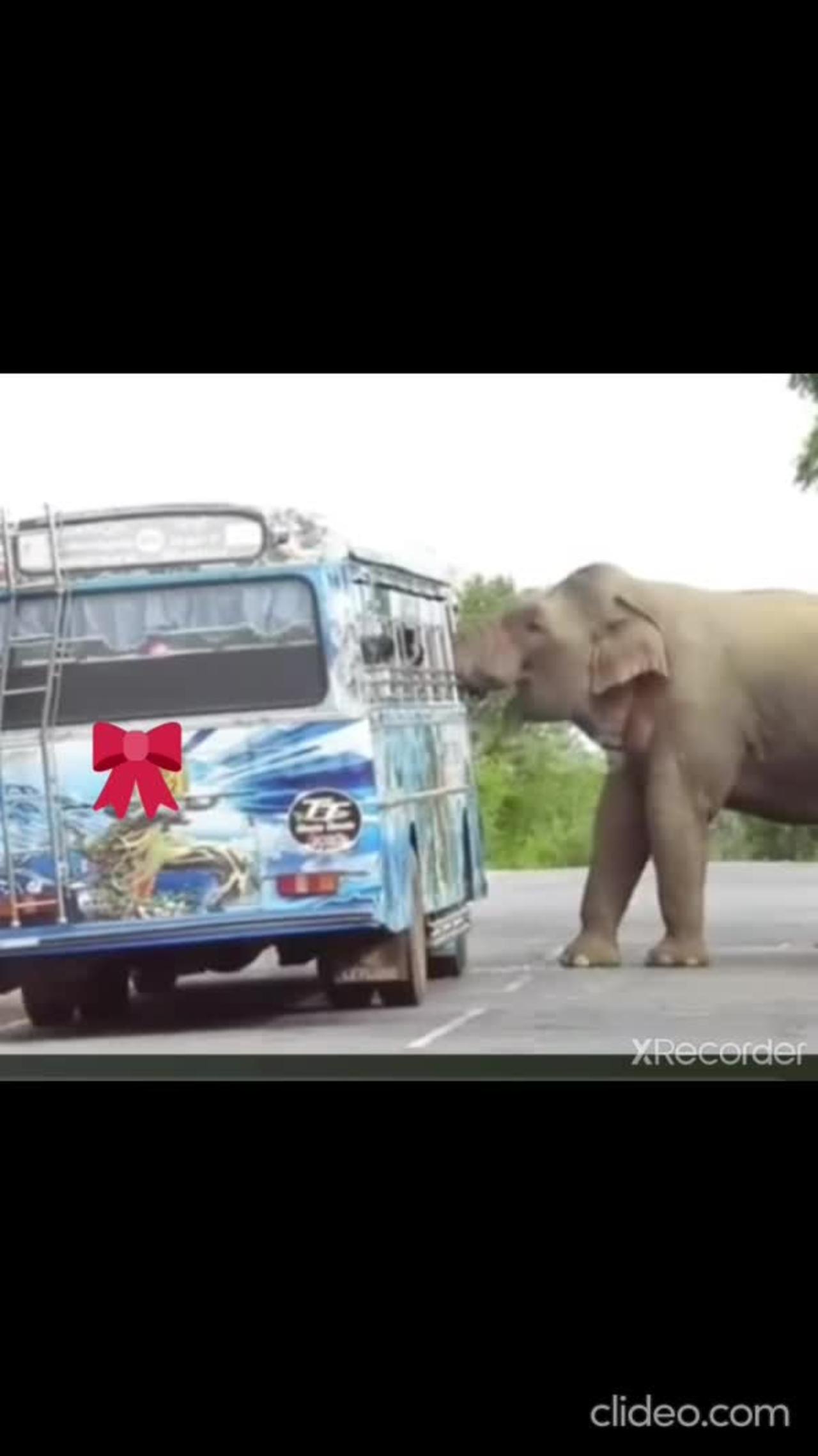 Elephant attack passengers bus