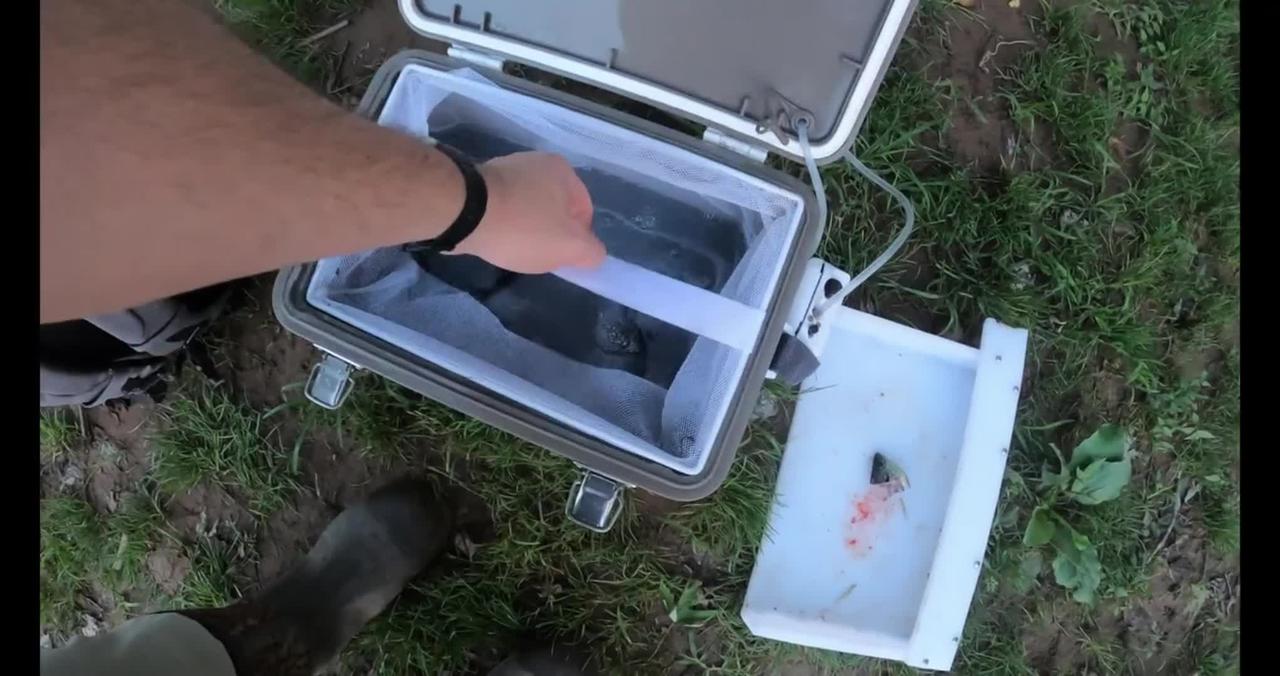 TWO FLATHEADS, One Night! SURPRISE! James River CATFISHING