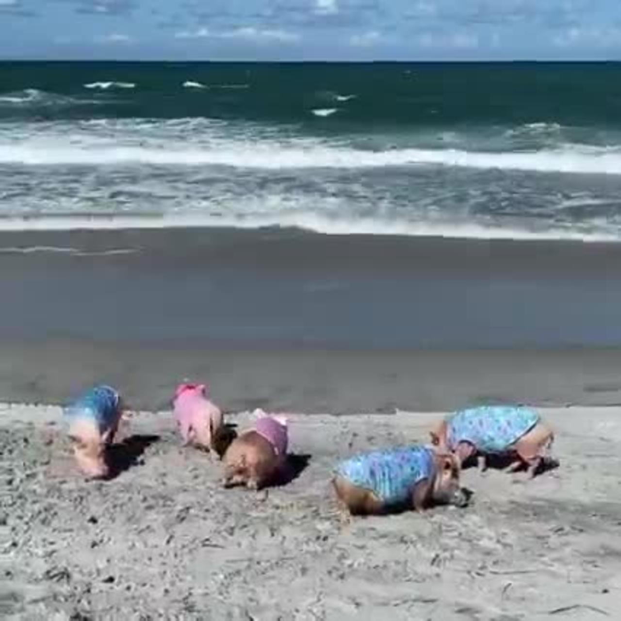 Five little piggies rooting on the beach…