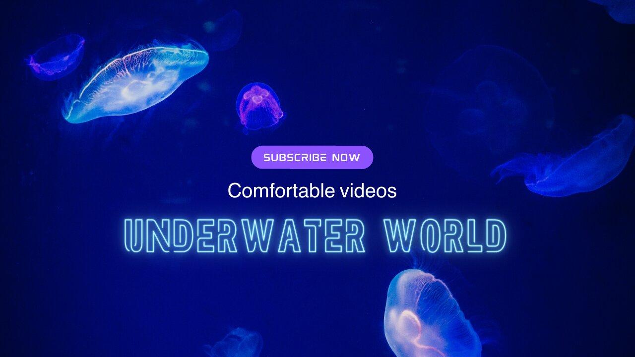 Aquarium 4k video (ultra HD) beautiful relaxation meditation sleep