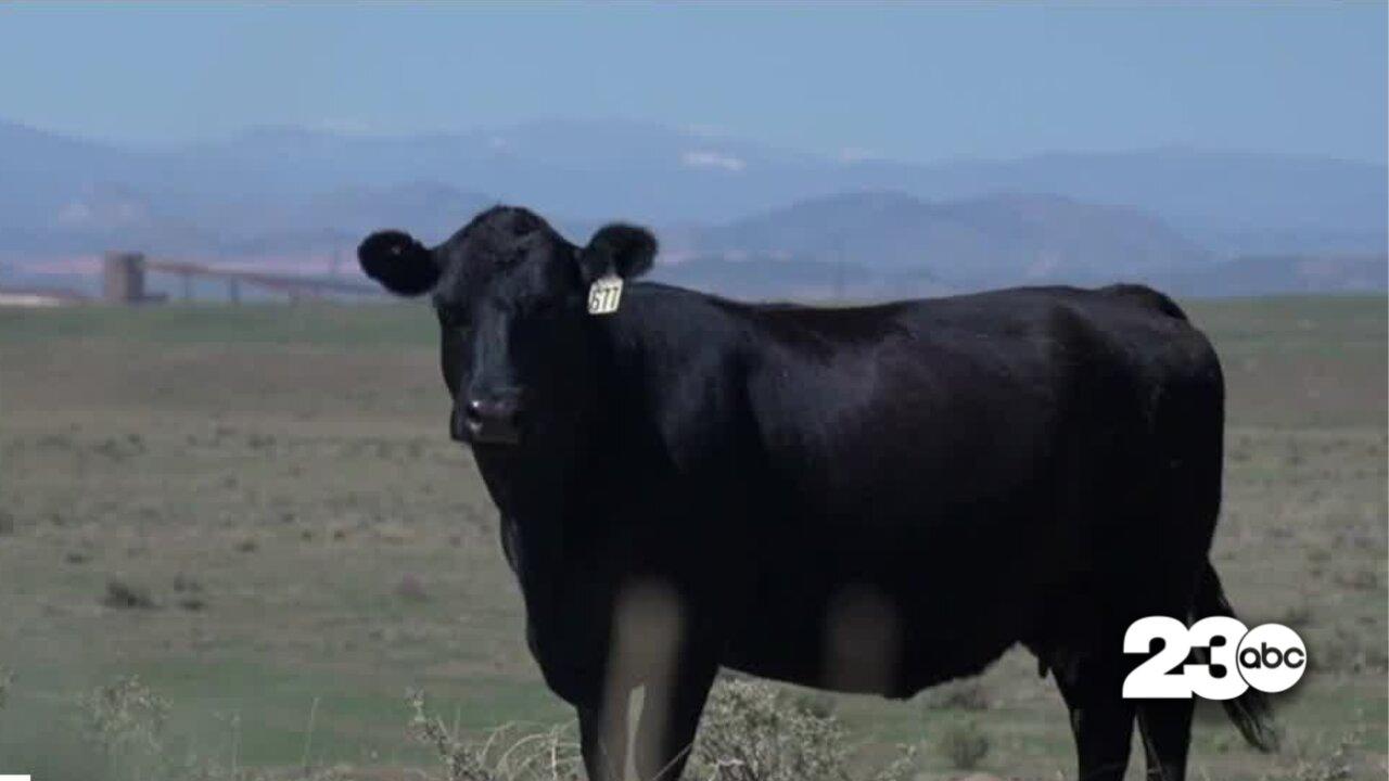 Drought's impact on beef prices
