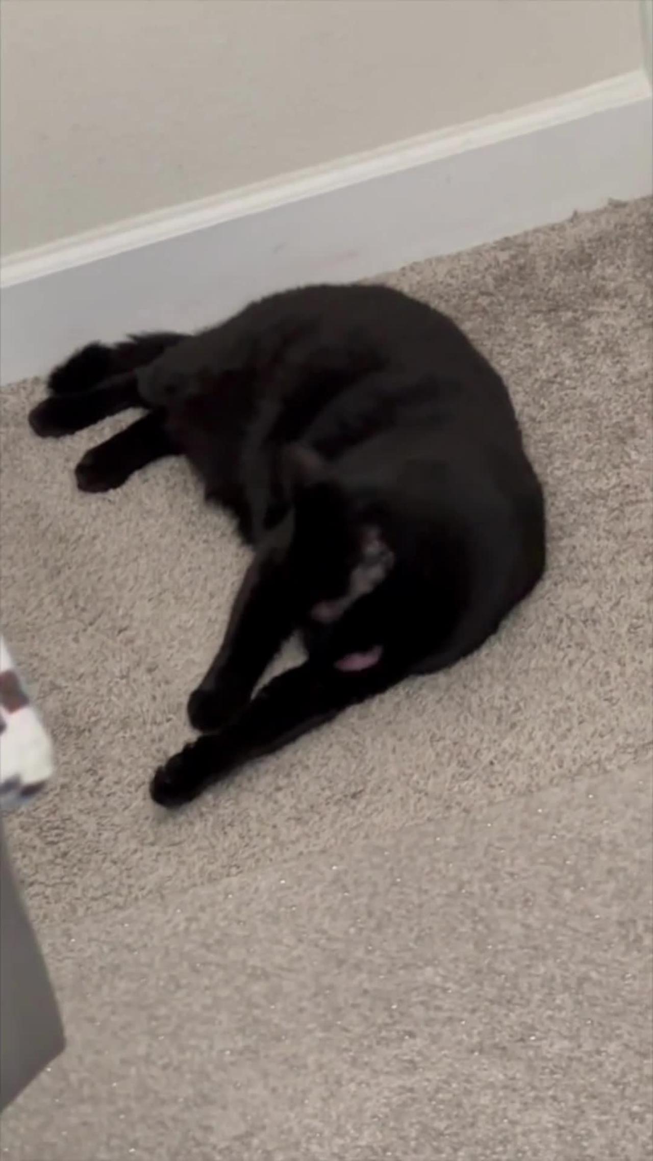 Adopting a Cat from a Shelter Vlog - Precious Piper Cleaning Herself in the Morning SO CUTE #shorts