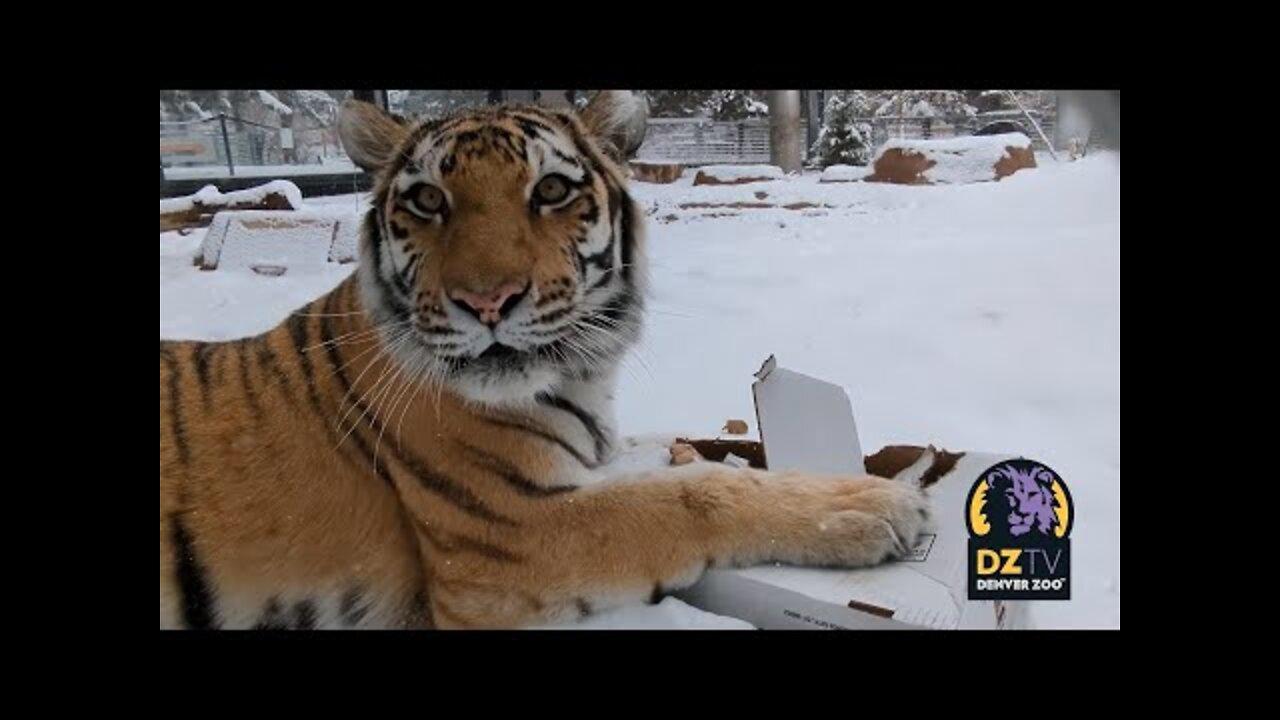 Happy International Tiger Day! Watch Cute and Funny Cat Videos