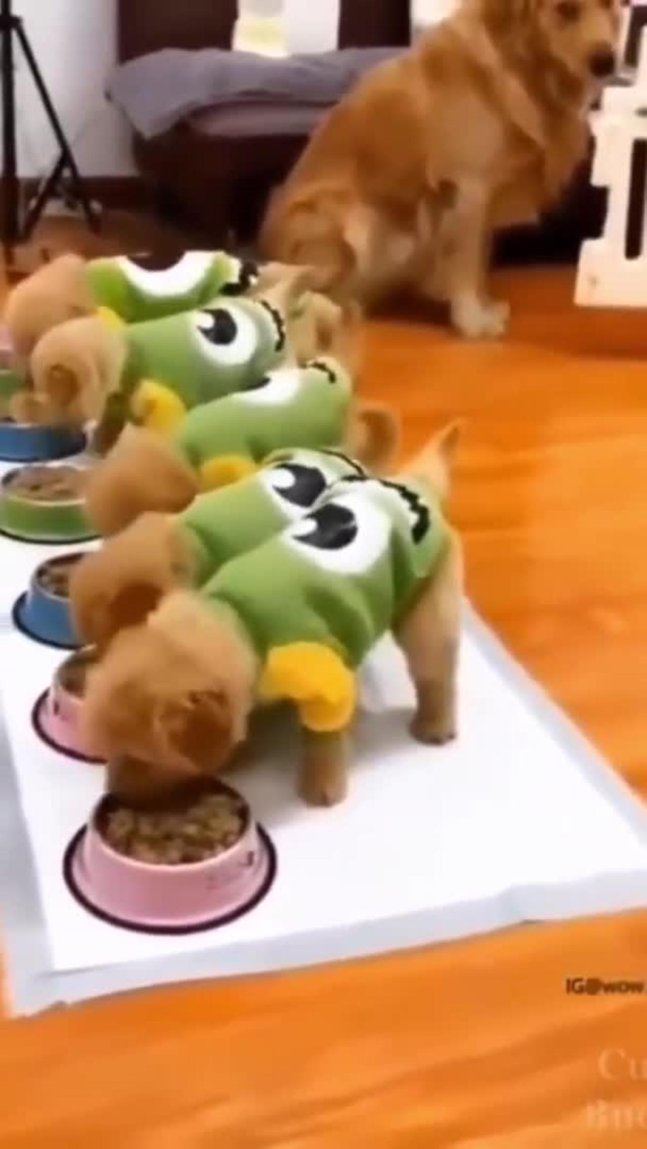 Cute Funny🤣🤣🤣 #Pomeranian Puppy #shorts Video | WhatsApp Status #viral Video