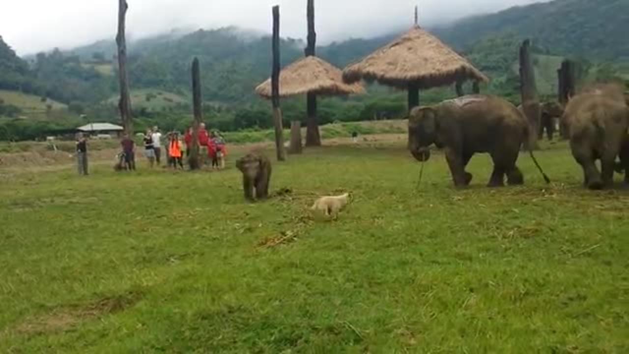 Dog kid and elephant fight funny video, money back if you don't laugh.
