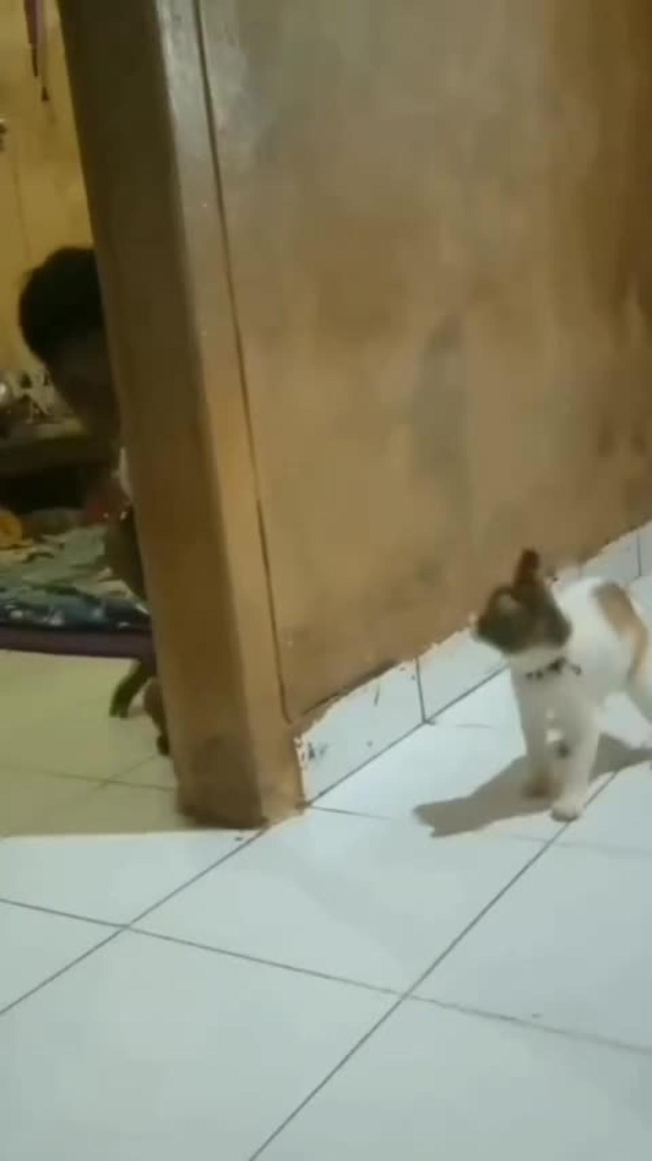 Child boy and little cat playing in room.