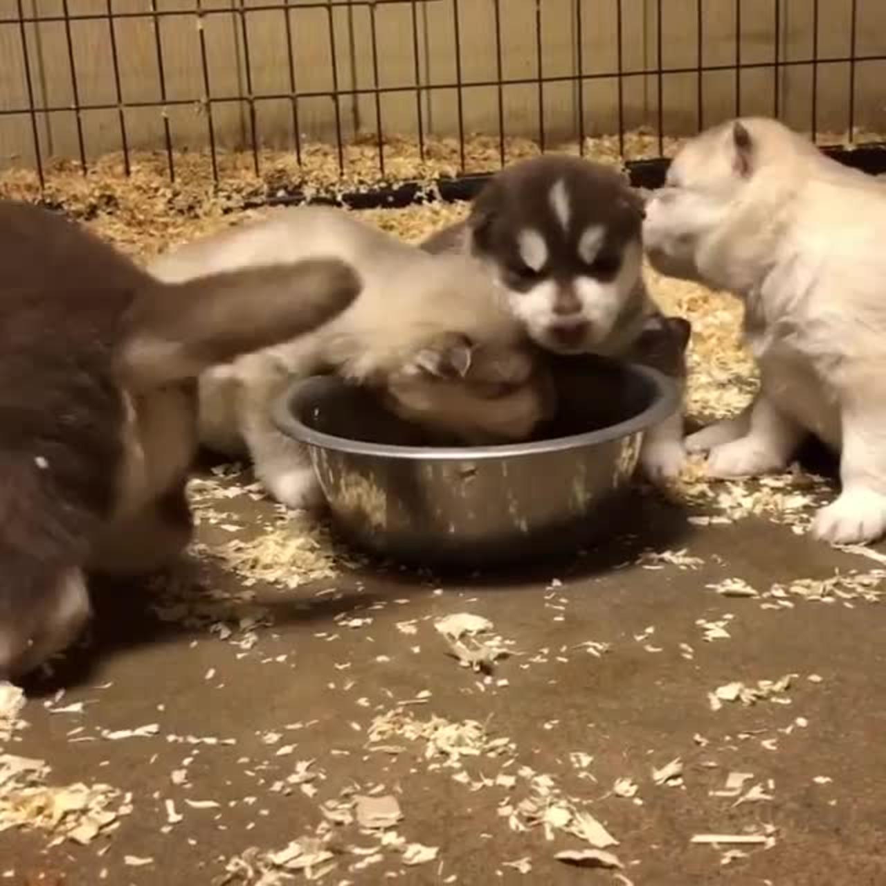 A litter of puppies are eating