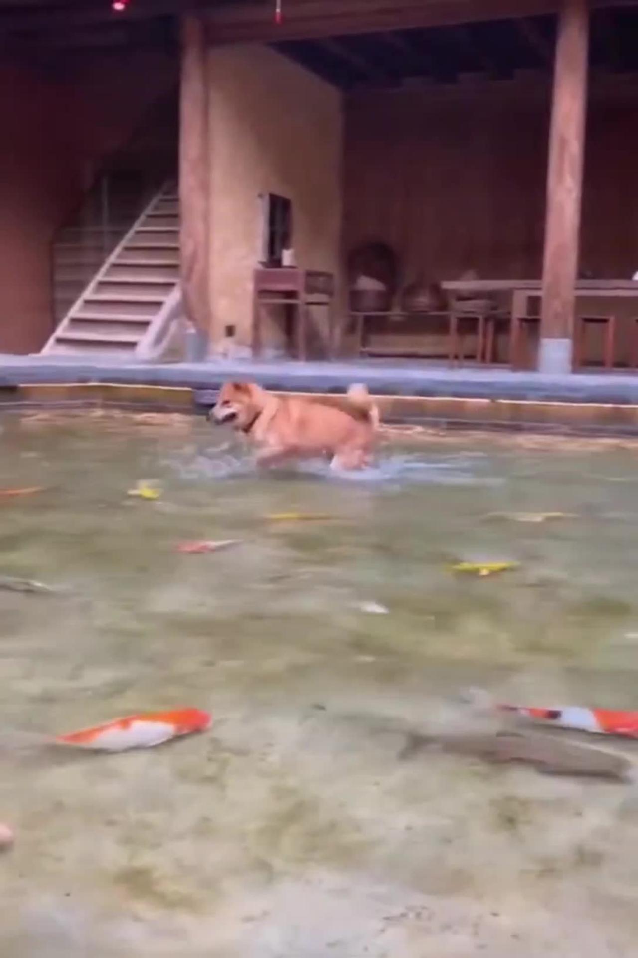 Cute dog play with fish #funny dogs☺️
