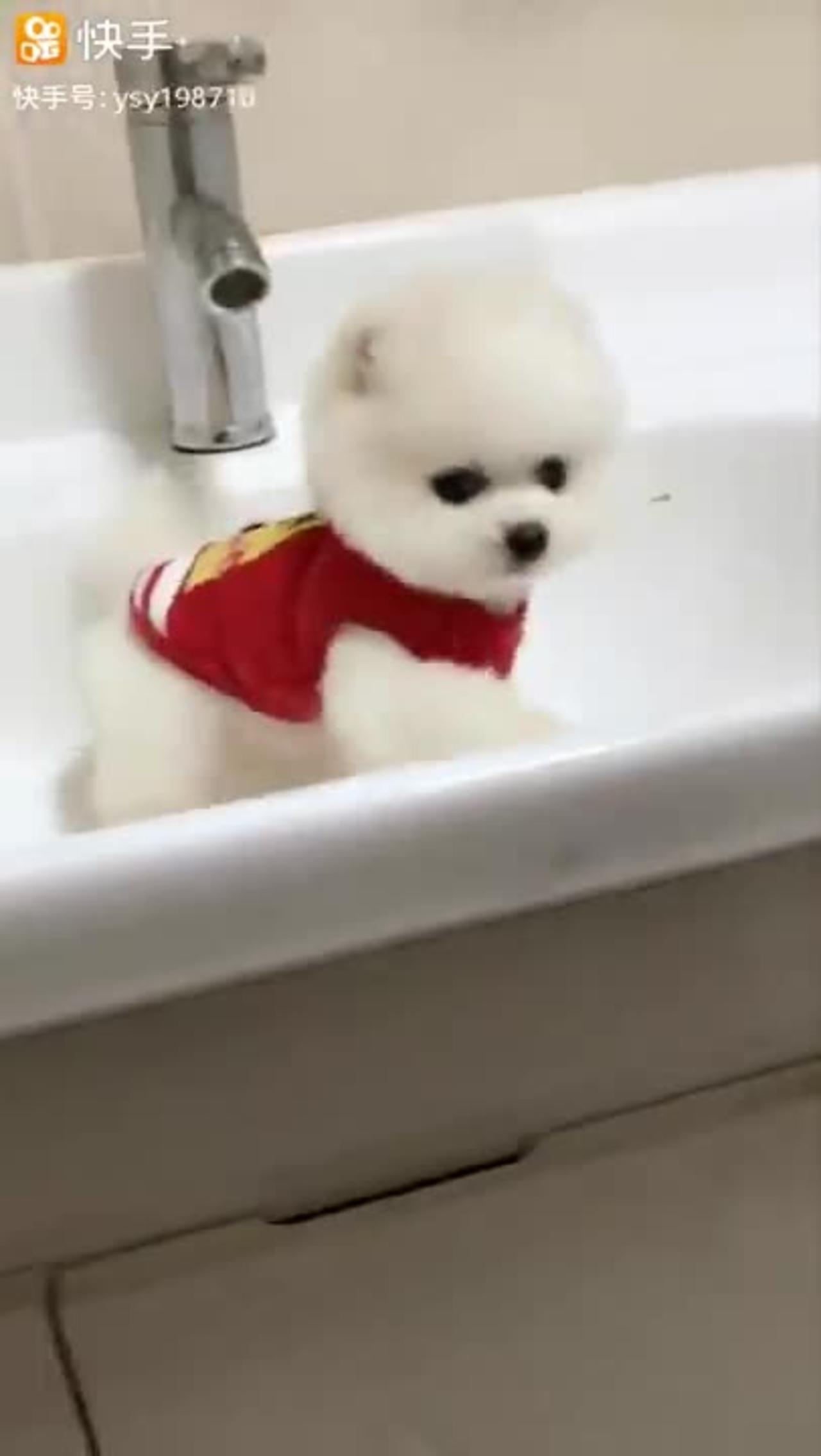 Cute and Funny Pomeranian Videos 204