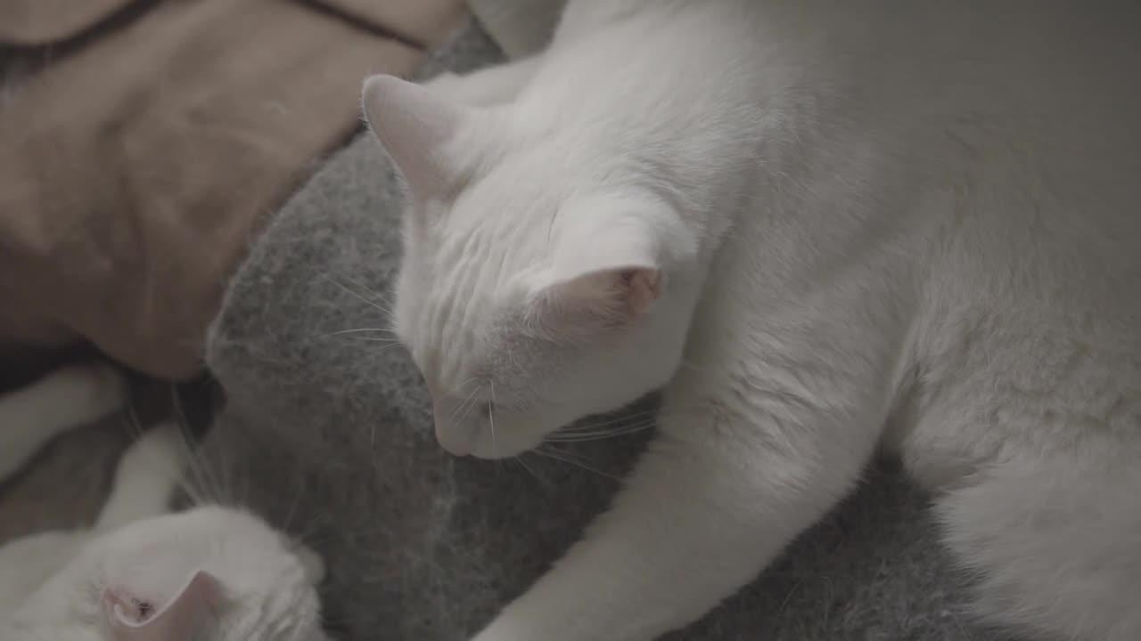 Cute White Cat Funny Videos