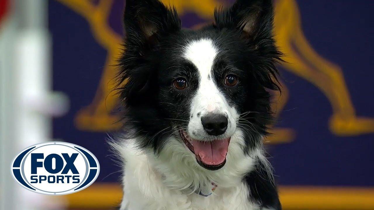 Watch 5 Best Dog Show moments to celebrate National Puppy Day