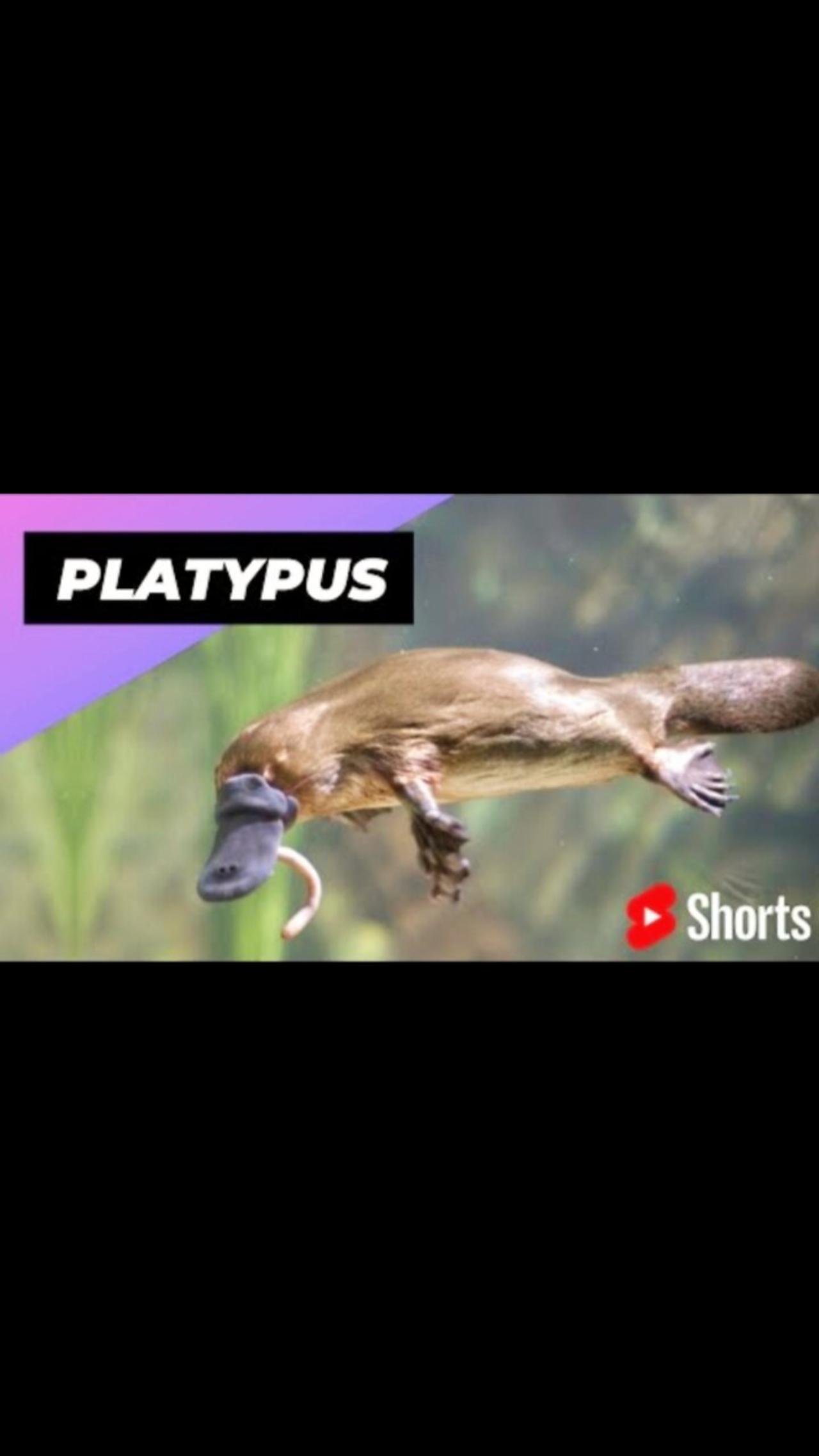 Vairal Animal Platypus 🐶 One Of The Cute And Dangerous Animals In The World #shorts