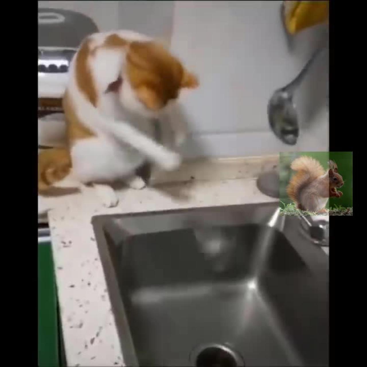 Funniest Cats 😹 - Don't try to hold back Laughter 😂 - Funny Cats Life Part- 4