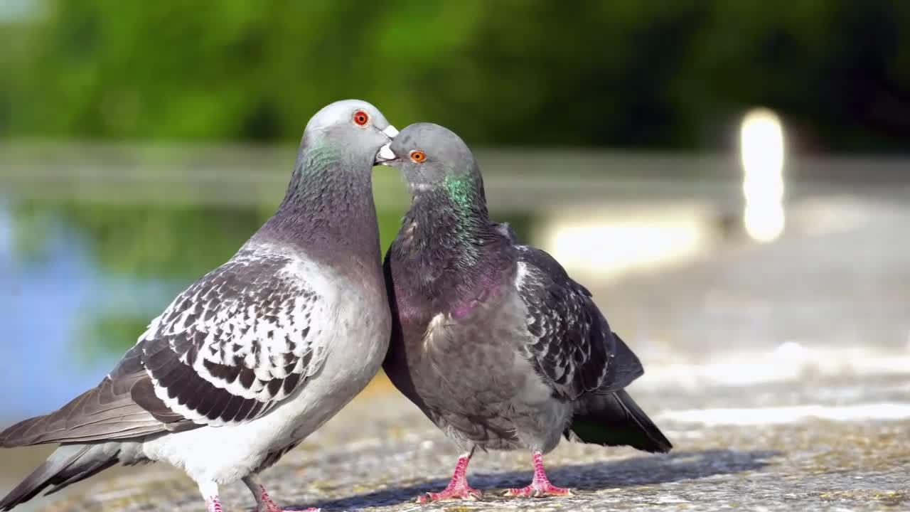 Romantic Pigeon