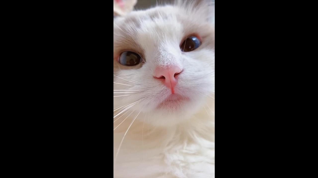 cat meme & kitten | funny cats meow baby cute compilation [cat-cash home)