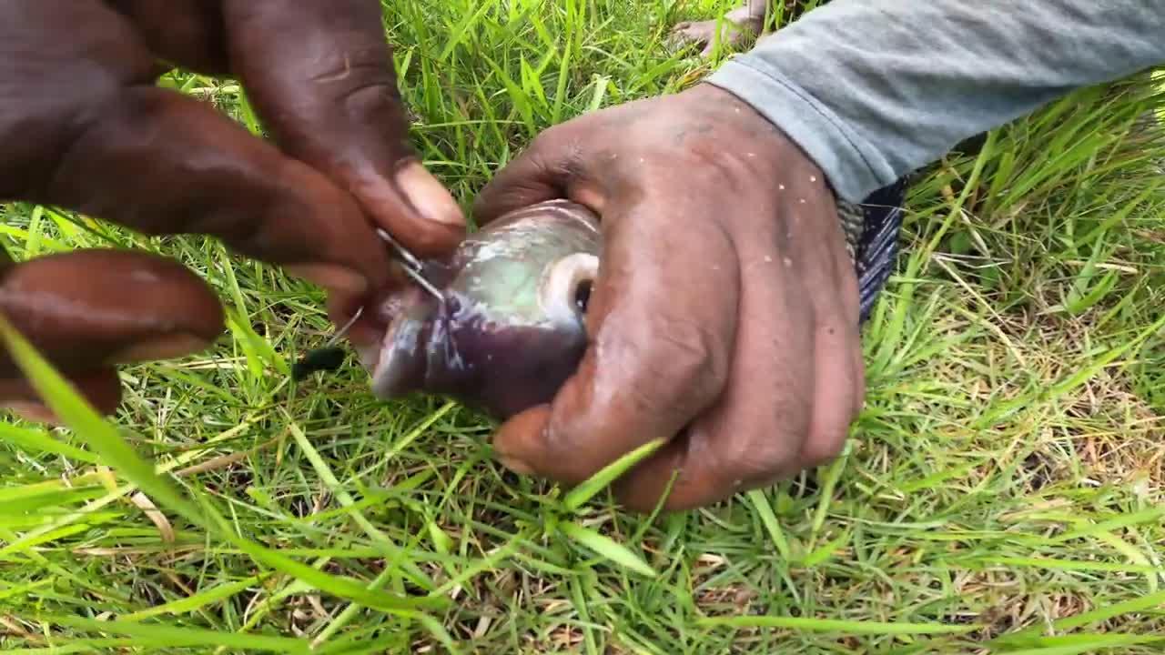 Amazing Traditional Village Fishing Fish Catching_ Fishing Videos
