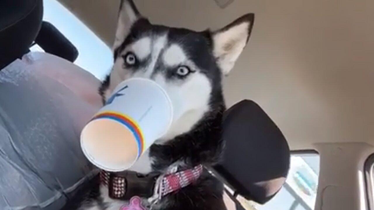 Silly Husky Is Really Enjoying Her Puppuccino One News Page Video