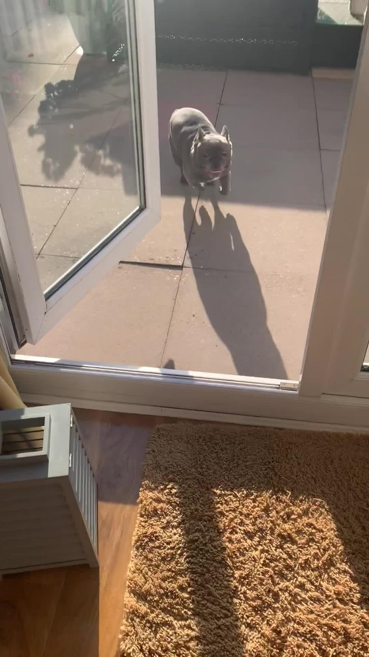 French Bulldog Revving up for a Zoomie