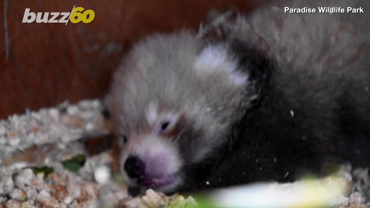 This Little Red Panda Is a “Miracle”