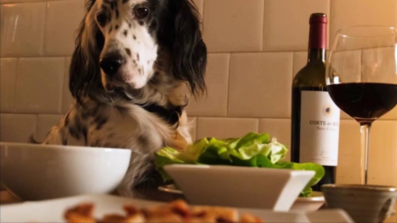 What Human Food You Should and Shouldn't Feed Your Puppy