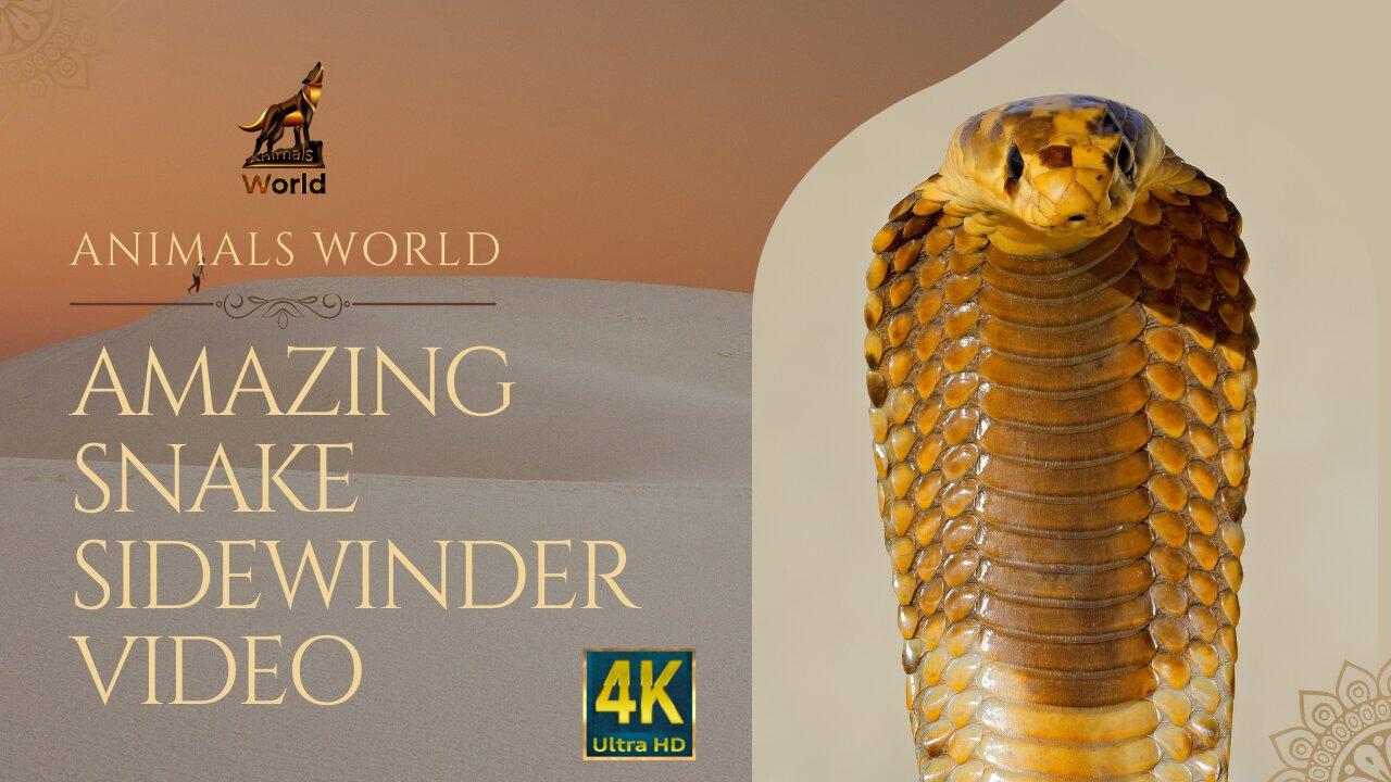 Amazing Snake video in the desert 🏜 Animals World