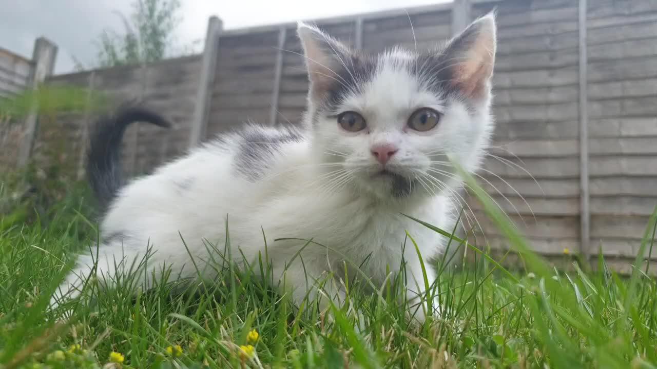 white-cat-on-grass-