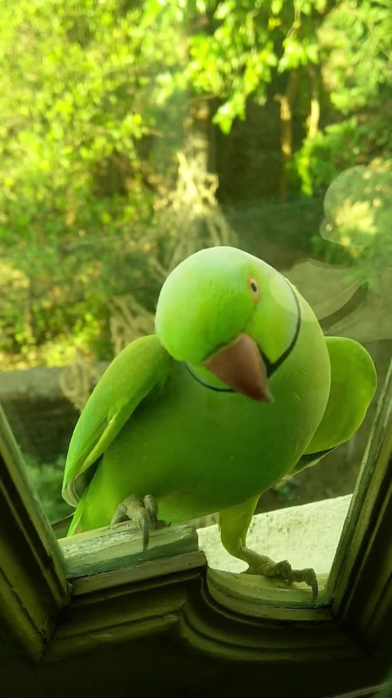 Cute parrot