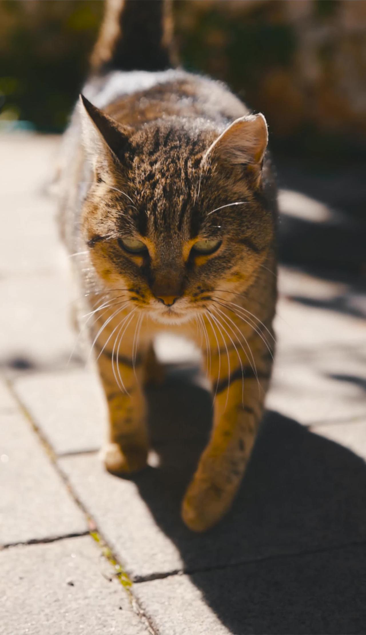cute cat walking