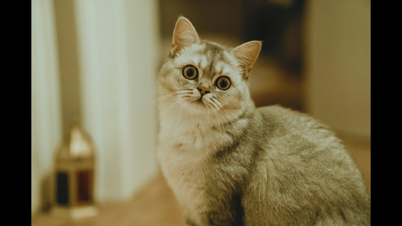 Cute Funny Cat Moment😍😍 | Top Funny Cat Videos🥰 | Funny Cat Compilation😹