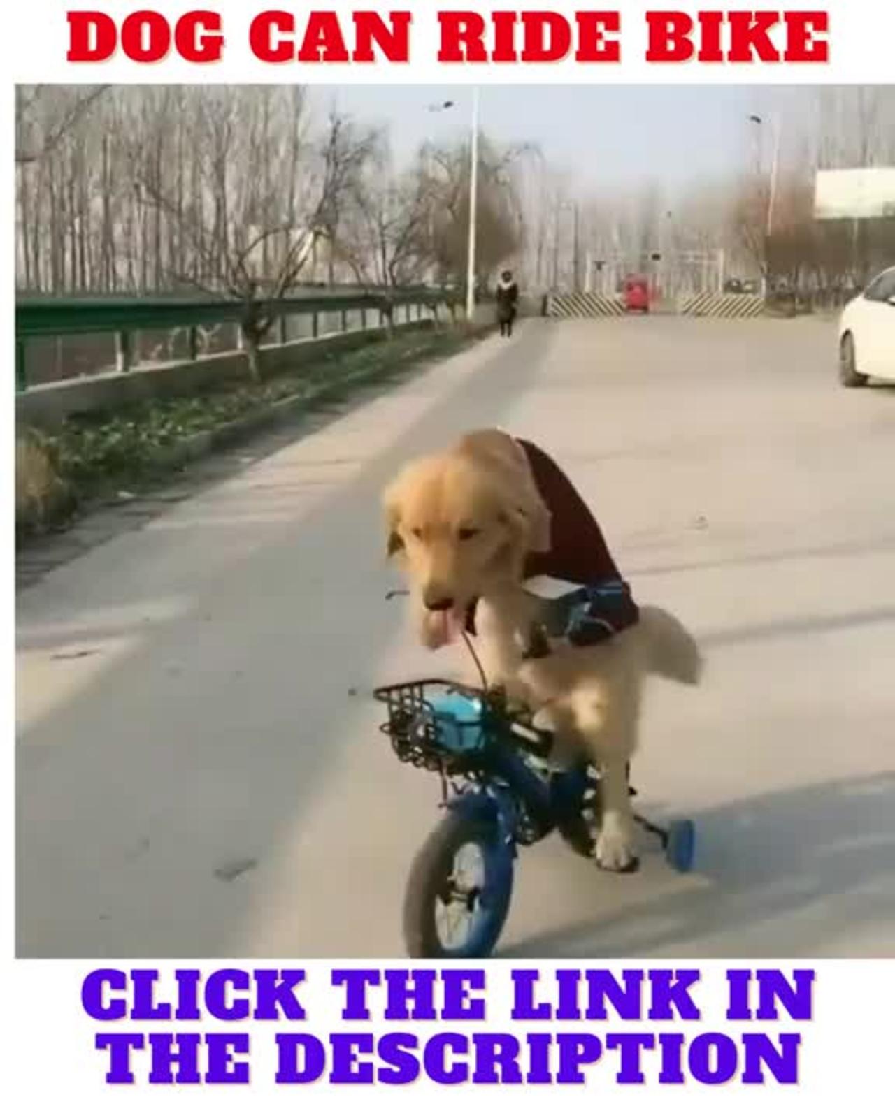 dog Training videos