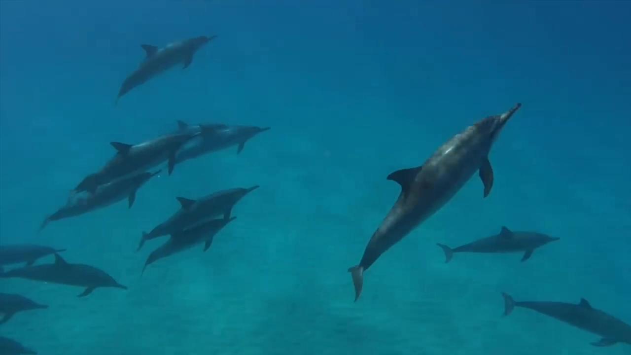 Wild dolphin wants tummy scratched by scuba divers