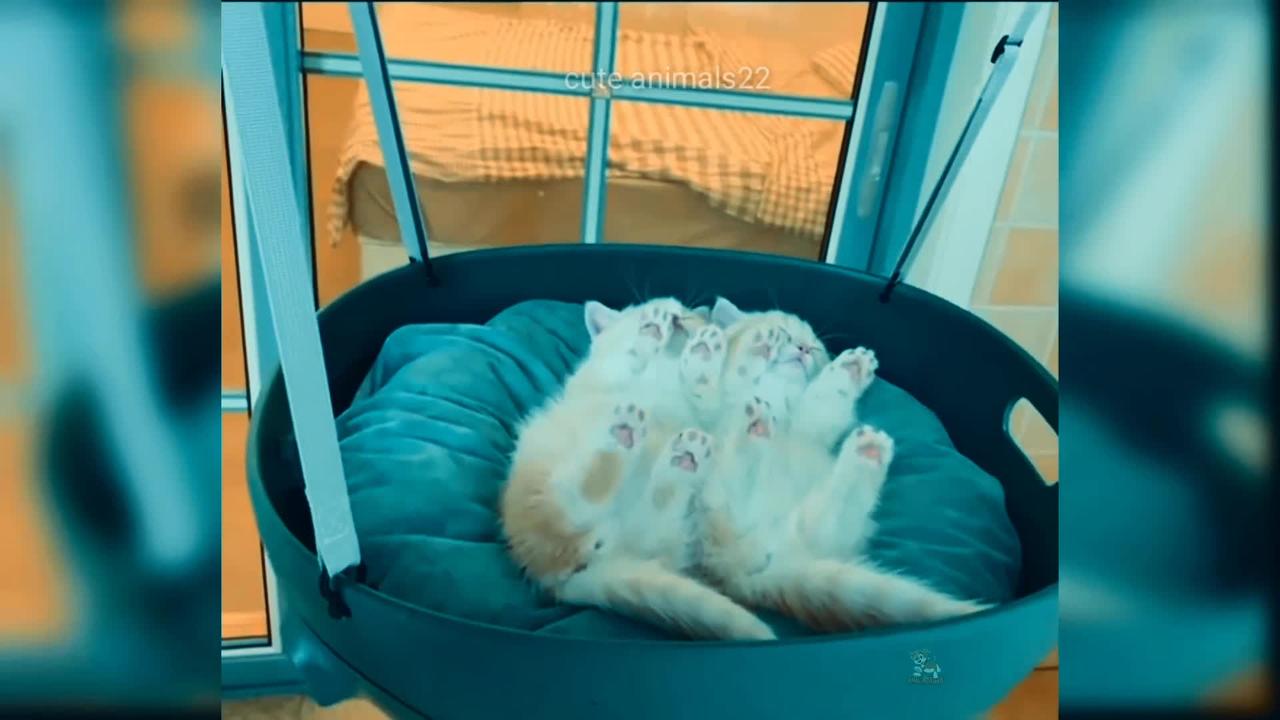 Cute Cat Funny Video