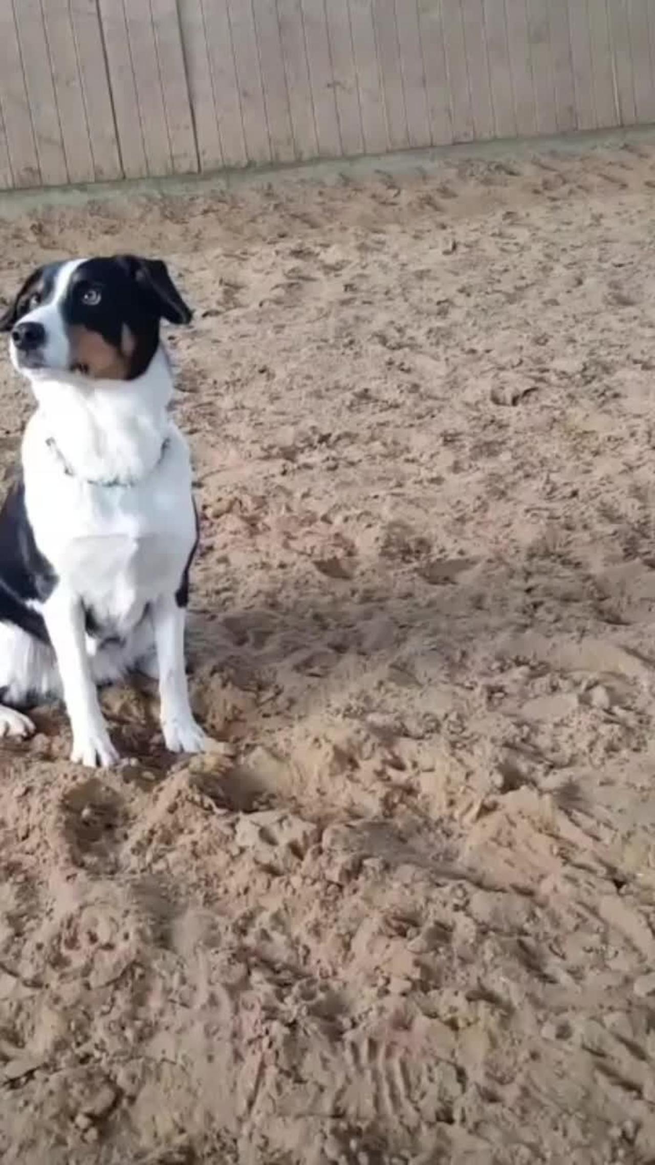 Dog and horse are the best of friends!.mp4