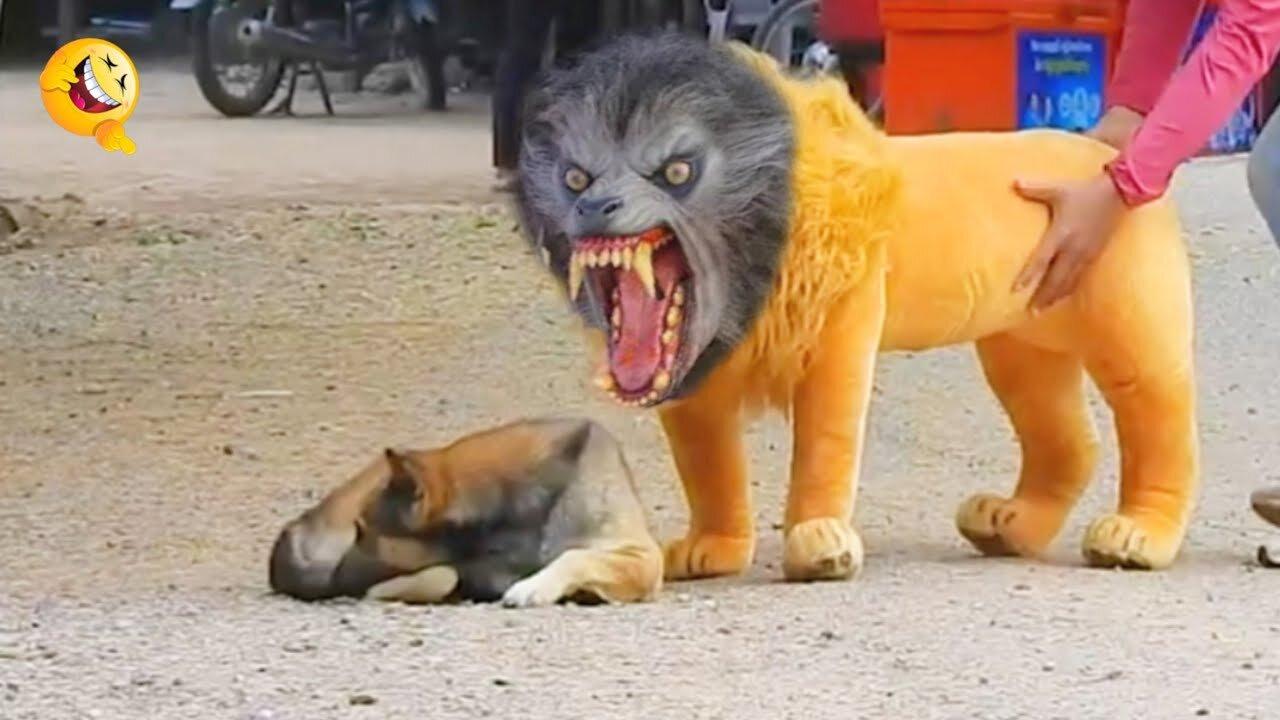 Scaring Dog With Fake Lion [Funny Prank]