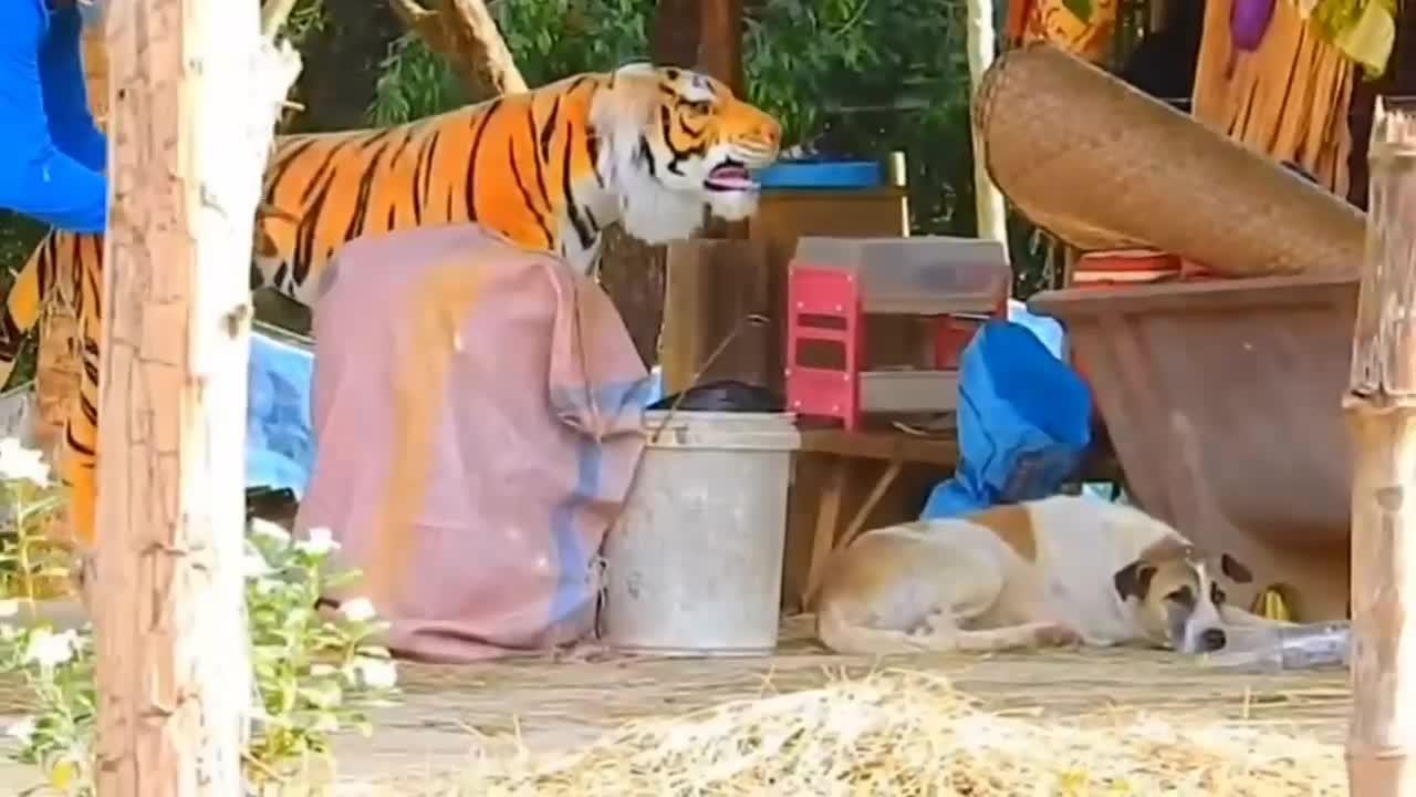 Prank Dog Funny & fake Lion and Fake Tiger Prank
