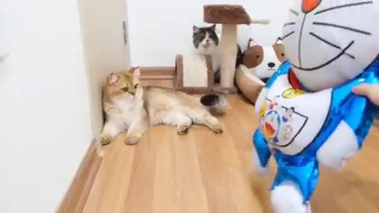 Best Funny Cats video 2022, Animal lovers - all lovers of animals