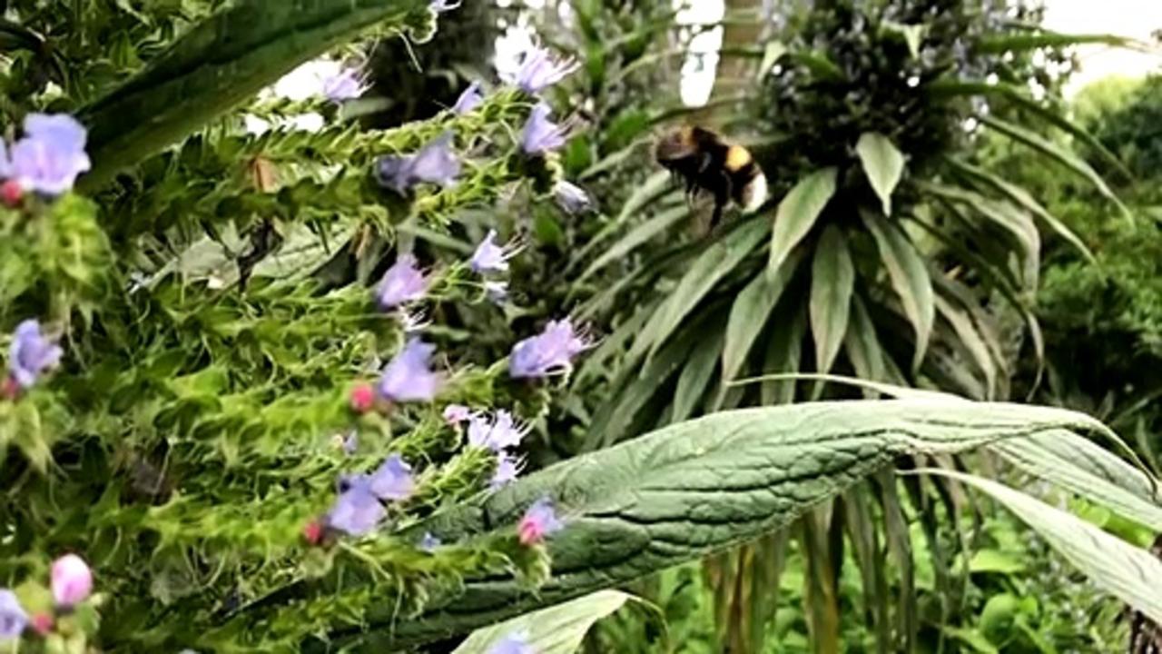 Climate change giving bees more stress