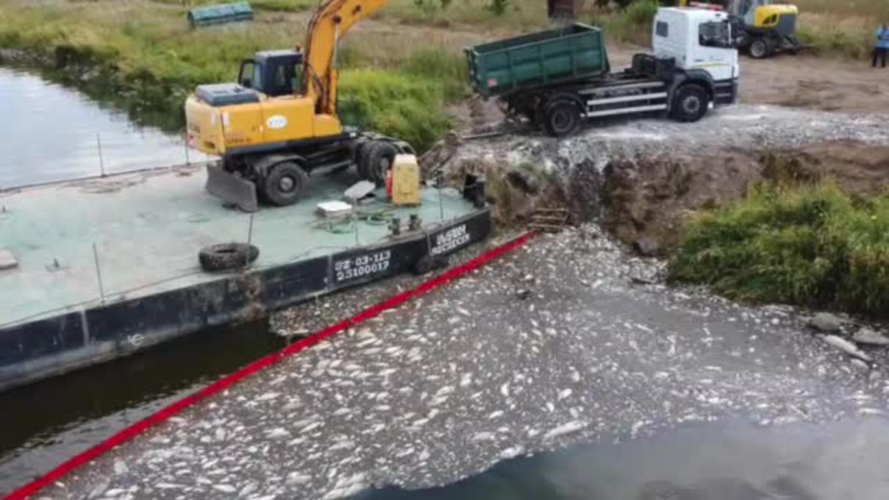 Poland pulls 100 tonnes of dead fish from Oder river after mystery mass die-off