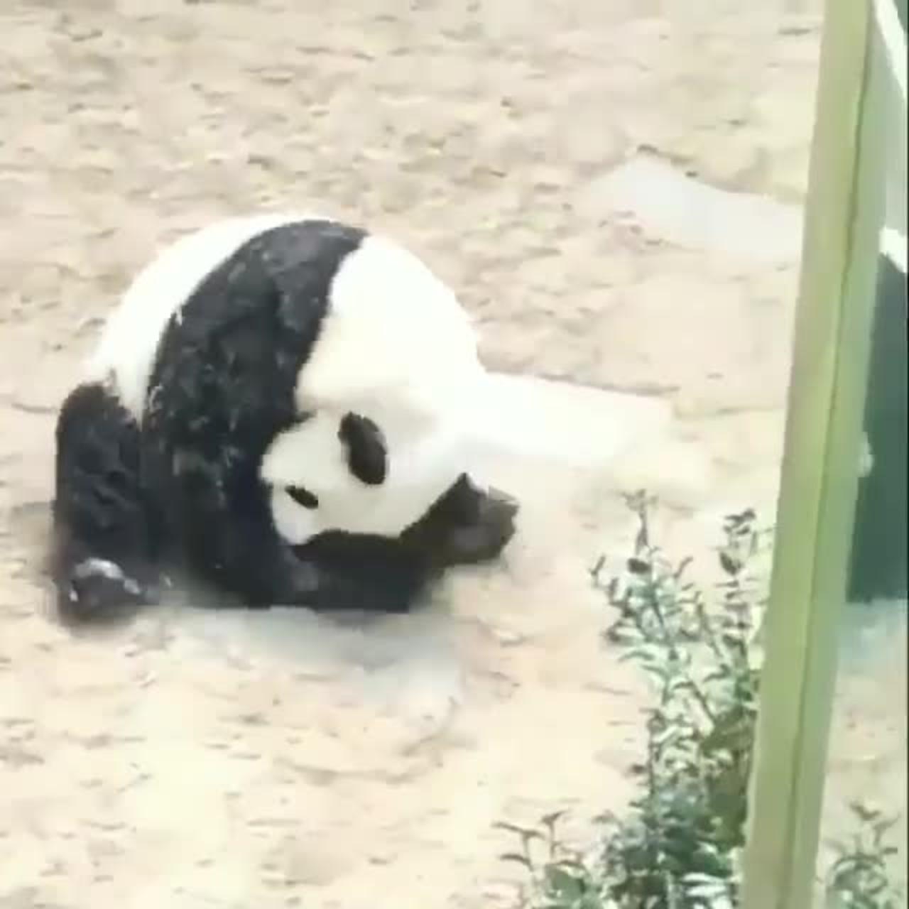 A cute panda rolling 🐼 - One News Page VIDEO