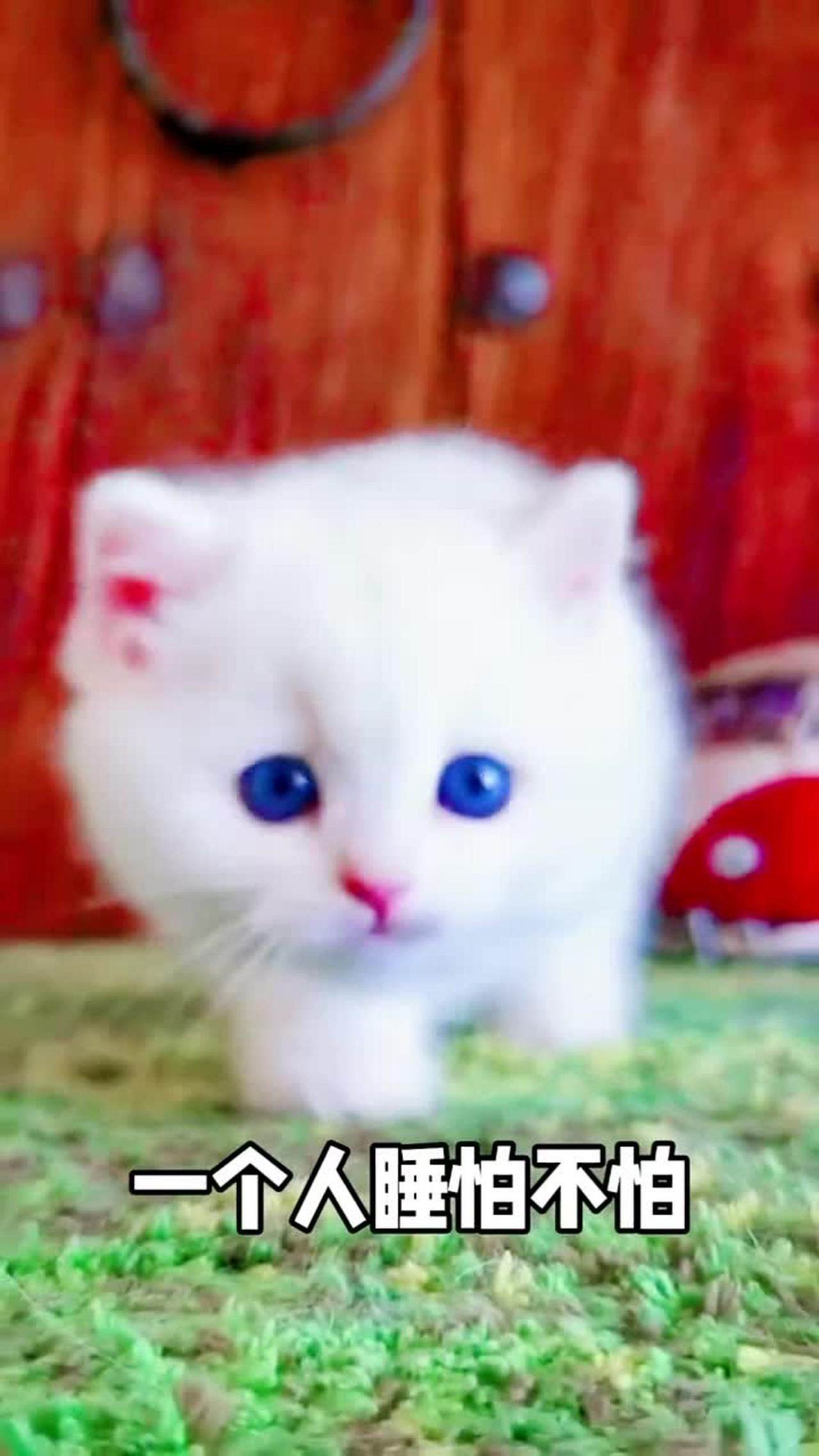 Cute kitten cat videos